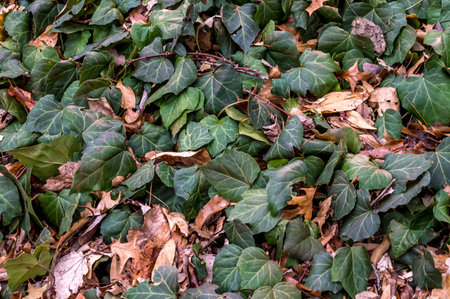 Ivy mix of dead and aliveの写真素材