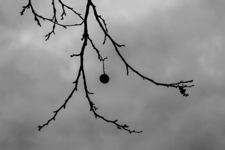 Sad Lone Nut on treeの写真素材