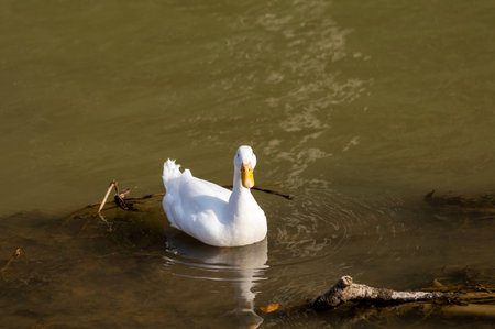 White Duck swimming with reflectionの写真素材