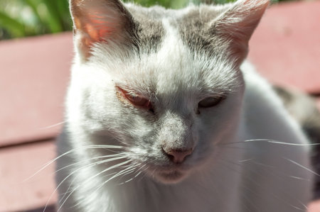 Grumpy Old White Catの写真素材