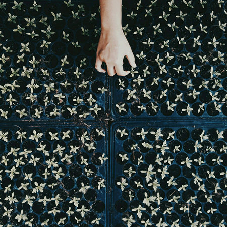 Plants Growthの素材