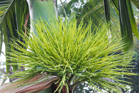 The pieces are out Dakhmak bouquet  Particularly colorfulの写真素材