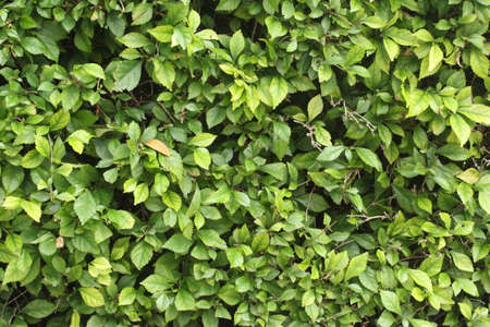 leaf texture of plant shrubs