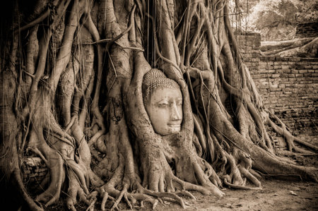 Buddha head in treeの写真素材