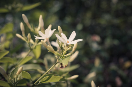 White flowerの写真素材