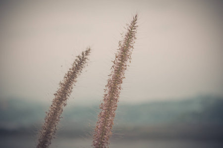 Pennisetum flower