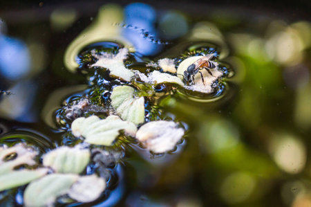 Bees are drinkingの写真素材