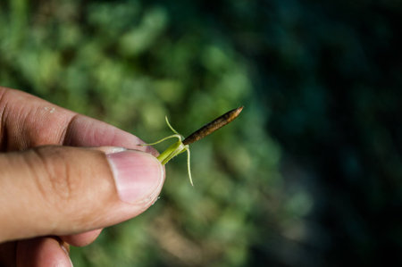 Ruellia tuberosa in handの写真素材