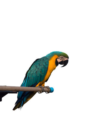 Isolated parrot,on white background.の写真素材