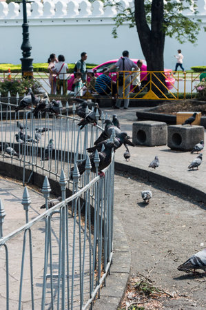 Bangkok / Thailand - Mar 2016:Many pigeons in Sanam Luang, Bangkok, Thailand on Mar 06, 2015 in Sanam Luang, Bangkok, Thailand.のeditorial素材