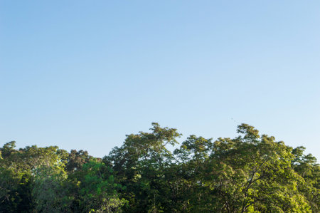 sky and treeの写真素材