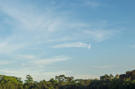 sky and treeの写真素材