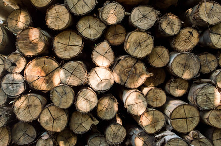Timber,Fire wood,pattern