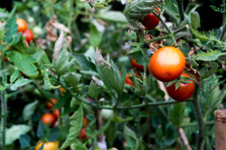 Tomato plantの写真素材