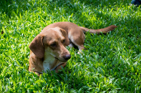 Dachshund lying in the grassの写真素材