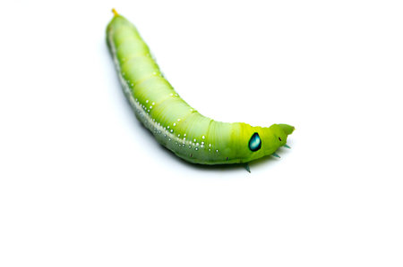 Green caterpillars or green worm isolated on white background