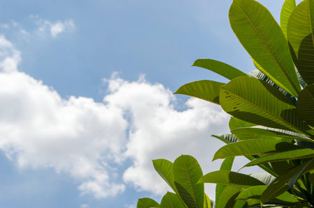 Green leaves in the foreground and background of sky and clouds.の写真素材