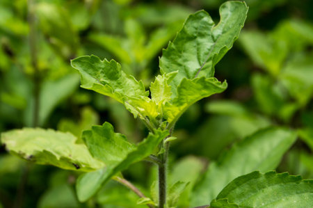 Holy basil, Ocimum sanctum