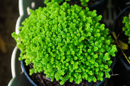 Small green plant shrubs in pots.