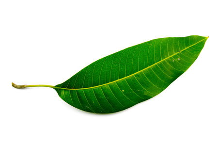Green mango leaf isolated on white background.