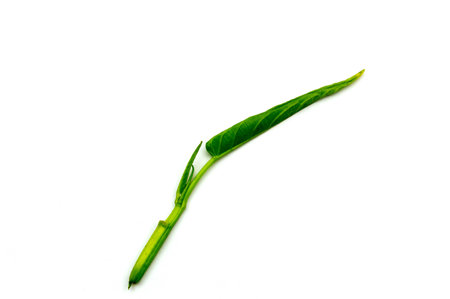 Chinese morning glory isolated on white background. (leaf morning glory isolated)