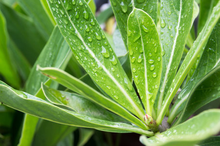 Water droplets on a leaf, High key lighting Nature.