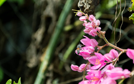 Honey Bee flying to the flowerの写真素材