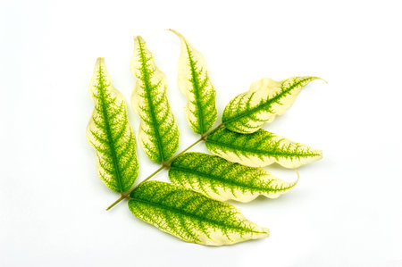 Leaf wall fibers isolated on white background.