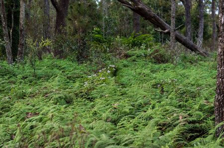 Fern on the Phu Kradueng National Park.