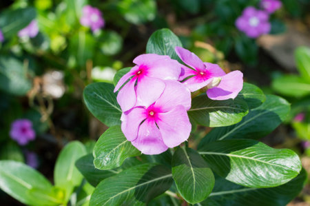 Pink flowers in gardenの写真素材