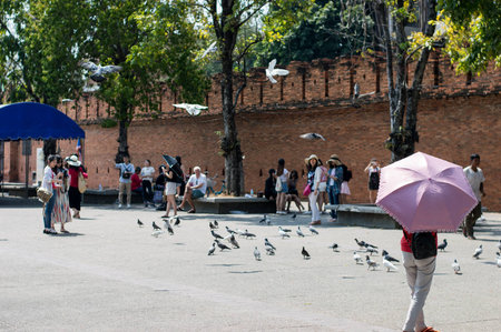 Chiang Mai / Thailand - Feb 15,2017:Pigeons at the yard Tha Pae Gate Chiang Mai, Thailand.のeditorial素材
