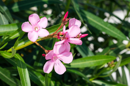 Pink flowers in gardenの写真素材