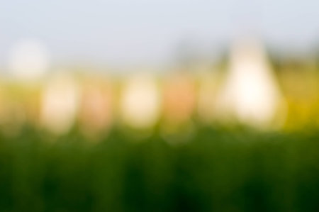 Blurred images yellow-green backgroundの写真素材