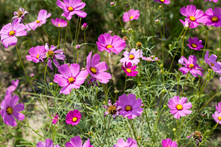 Pink cosmos  flower bloomの写真素材