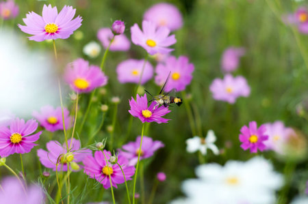 Sphingidae or Pellucid Hawk Moth or Hummingbird Hawk Moth, resemble hummingbirds and butterflies discover at Chiang Mai, Thailand Is it feeding nectar of pink cosmos flower with nature.の写真素材