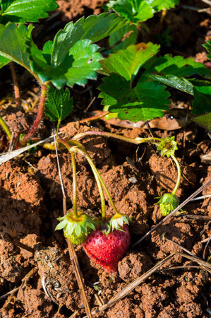 Strawberry farm.の写真素材