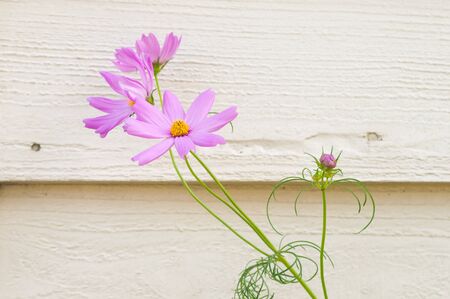 Beautiful pink or violet Cosmos flowers in gardenの写真素材