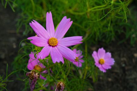 Beautiful pink or violet Cosmos flowers in gardenの写真素材