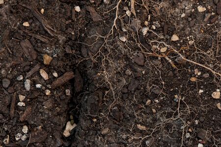 Surface of earth with soil fissure, rocks, wood, and plant rootsの写真素材