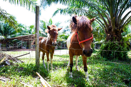 Horses farming within agriculture areaの写真素材