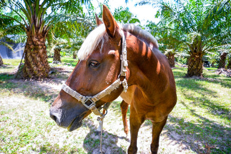 Horses farming within agriculture areaの写真素材