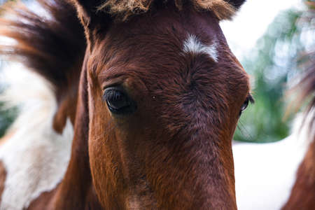 Horses farming within agriculture areaの写真素材
