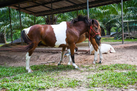 Horses farming within agriculture areaの写真素材