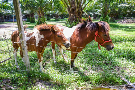 Horses farming within agriculture areaの写真素材