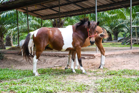 Horses farming within agriculture areaの写真素材