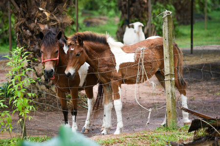 horses farming within agriculture areaの写真素材