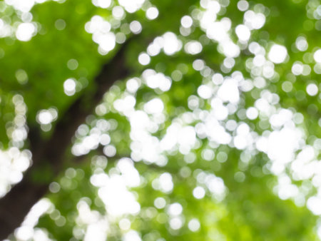 blurry bokeh under the trees from lens effectの写真素材