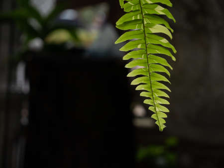 Ferns leaves with sunlight in gardenの写真素材