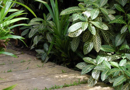 Paveway in the garden.の写真素材