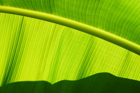 Natural lines of banana trees. Picture taken from below.の写真素材
